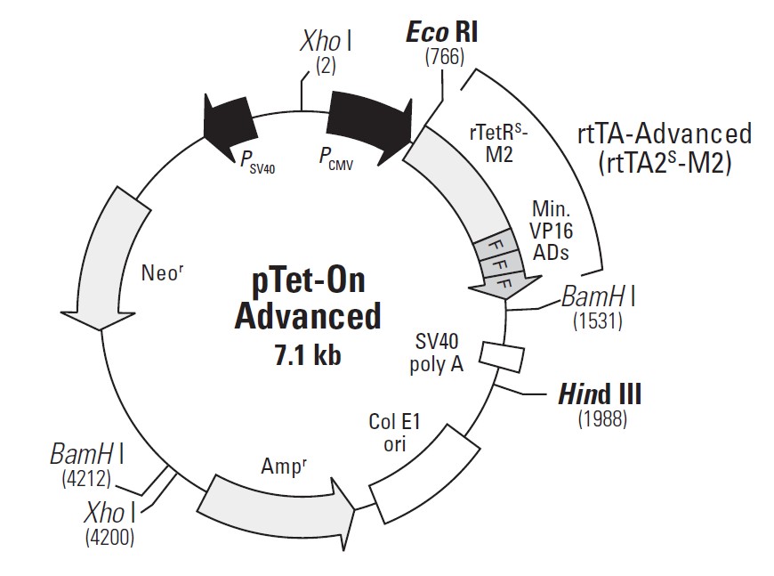pTet on advanced载体图谱